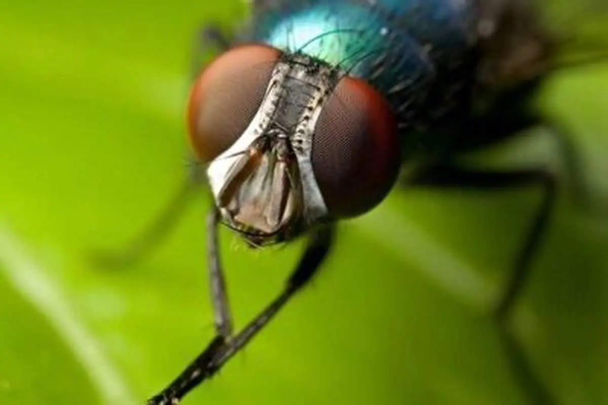 چرا مگس ها دست‌هایشان را به هم می‌مالند؟+ فیلم