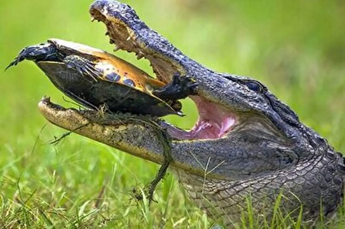 تلاش مضحک یک تمساح برای خوردن لاک‌پشت!+ فیلم