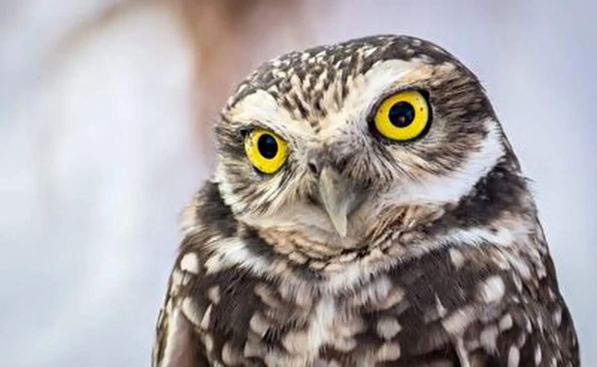 حمله ناجوانمردانه جغد به جوجه شاهین ها