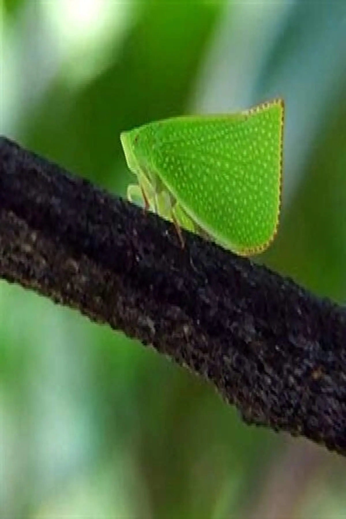 با خطرناک ترین حشره جهان آشنا شوید + فیلم