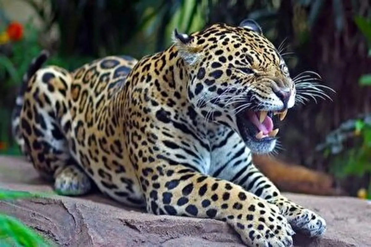 نبرد نفس گیر جگوار و آناکوندا+ فیلم