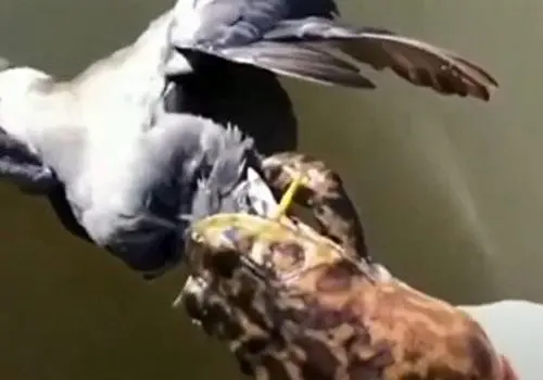 شکار برق آسای یک پرنده توسط قورباغه+ فیلم