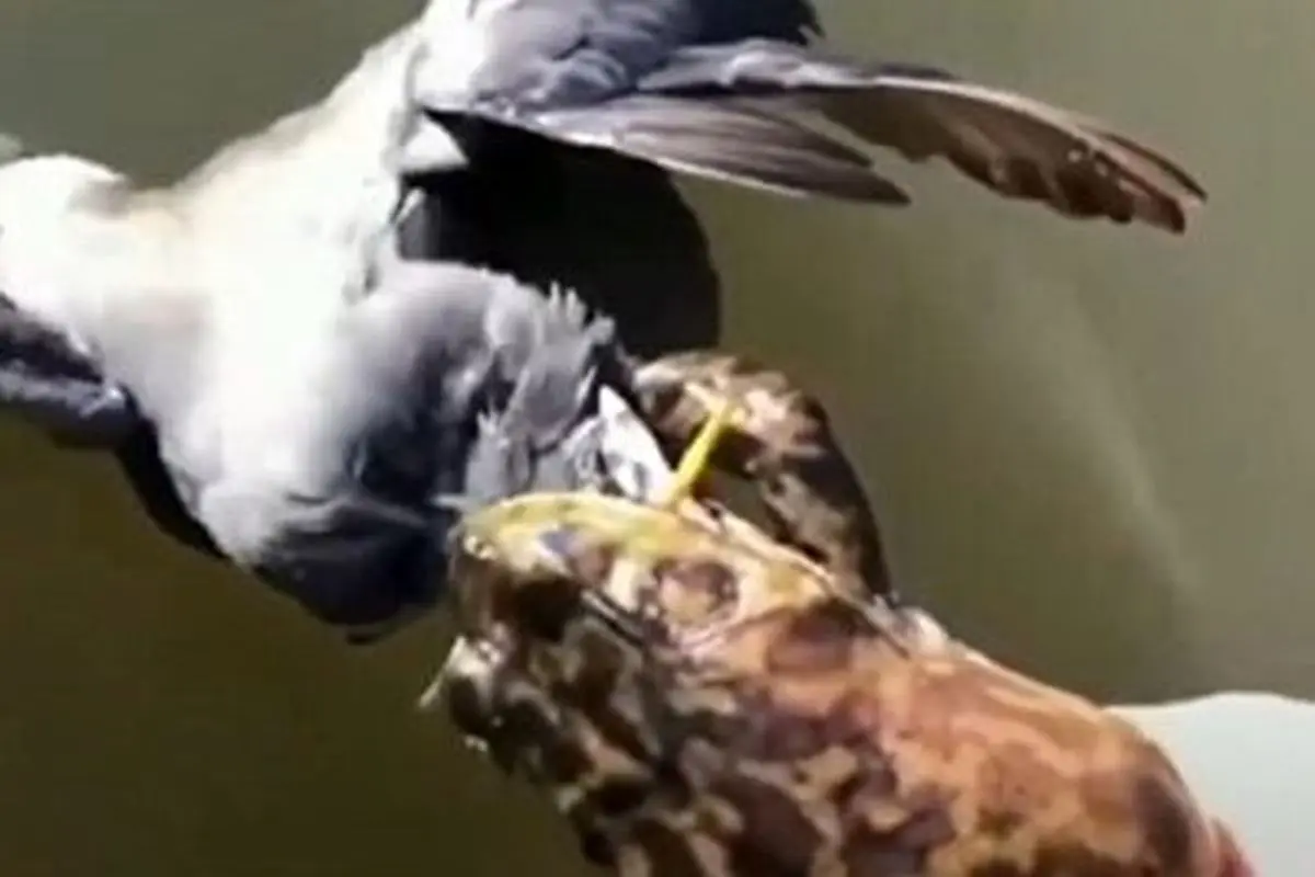 صحنه عجیب شکار پرنده توسط قورباغه!+ فیلم
