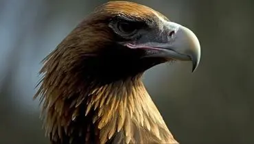 قدرت باورنکردنی چنگال های این عقاب برای شکار کانگورو+ تصاویر