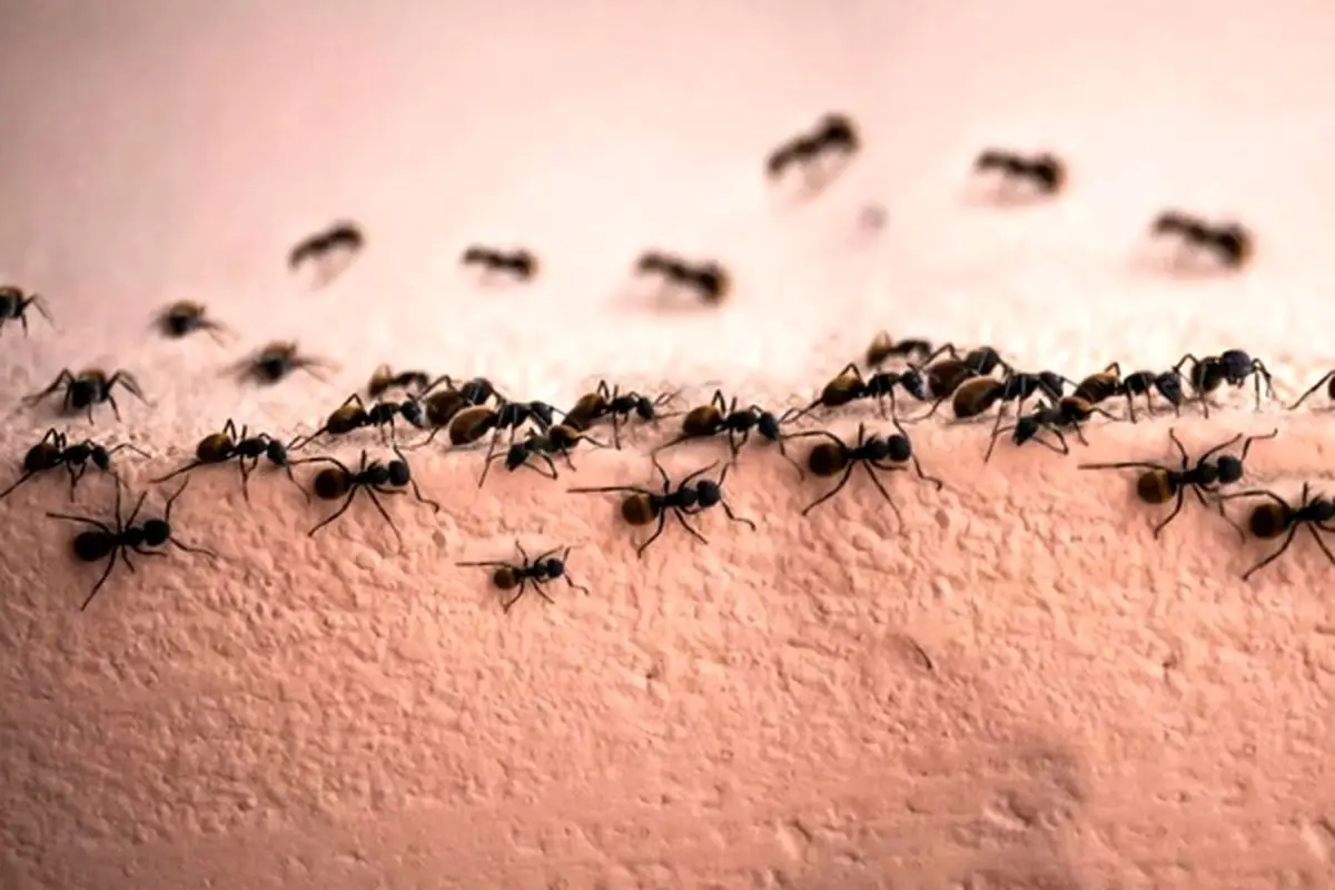 تصویری باورنکردنی از یک مورچه!