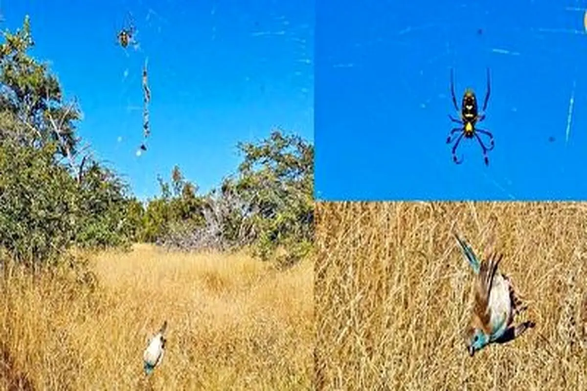 عنکبوتی که پرنده شکار می کند! + فیلم