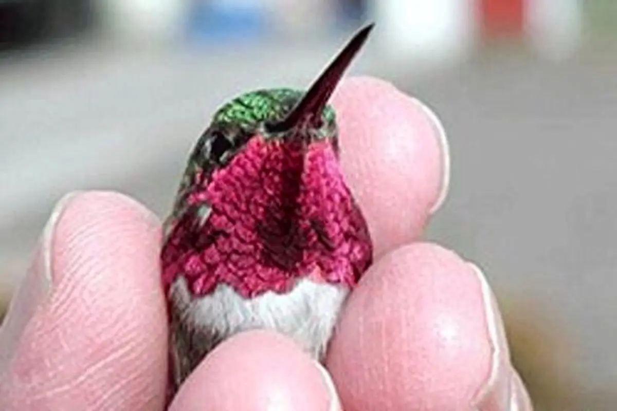 این پرنده هر ثانیه یک رنگ عوض می کند!+ فیلم