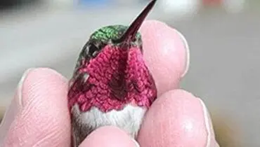 این پرنده هر ثانیه یک رنگ عوض می کند!+ فیلم