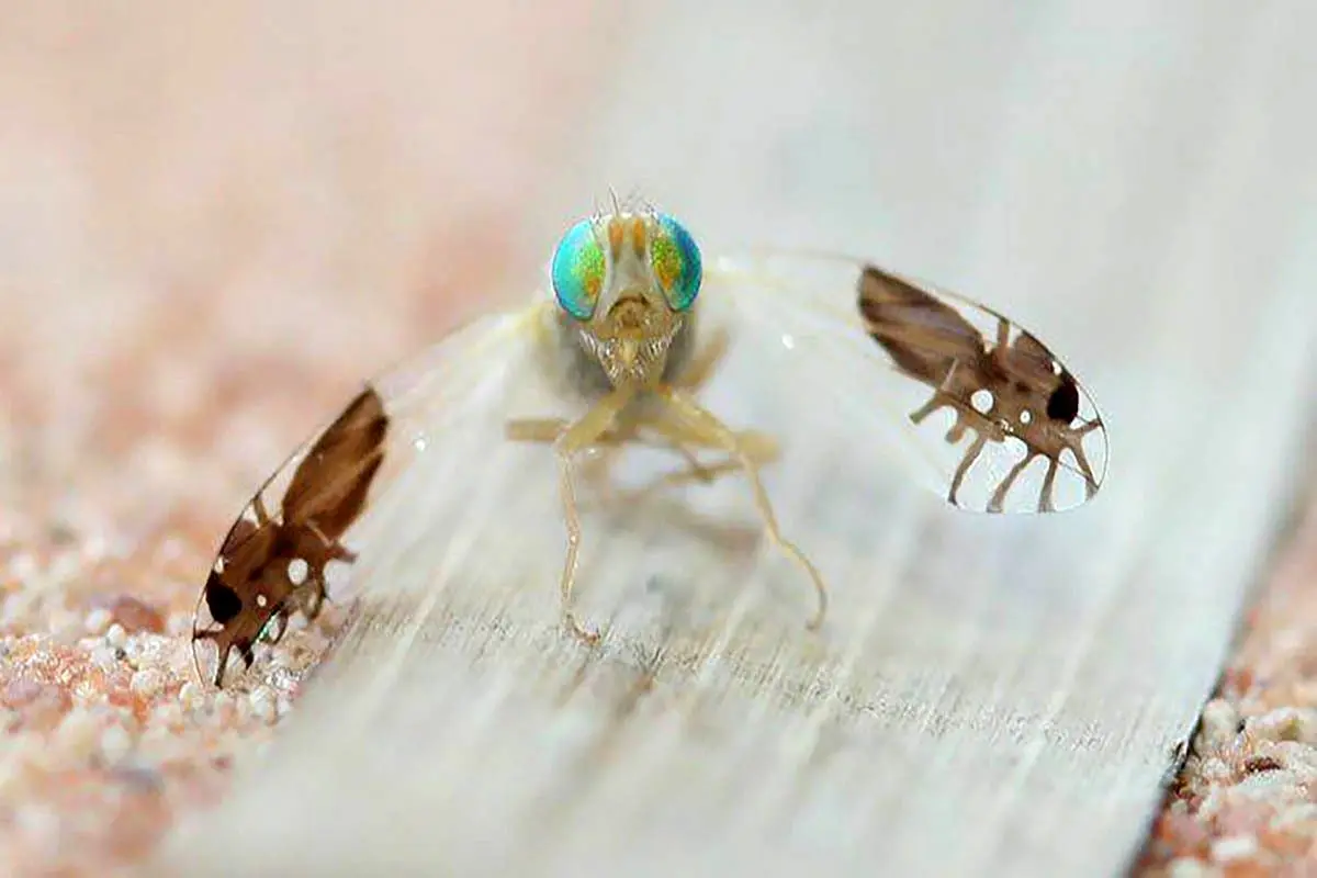 کاربرد عجیب بال های مورچه ای این مگس در جفت گیری + عکس