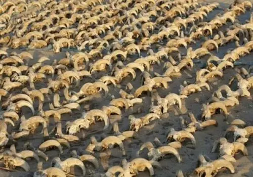 نقش فرعون «موسی کلیم الله (ع)» حاتمی‌کیا به این بازیگر رسید