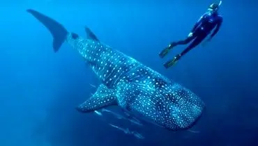 تصاویری هیجان انگیز از یک کوسه نهنگ‌ در خلیج فارس
