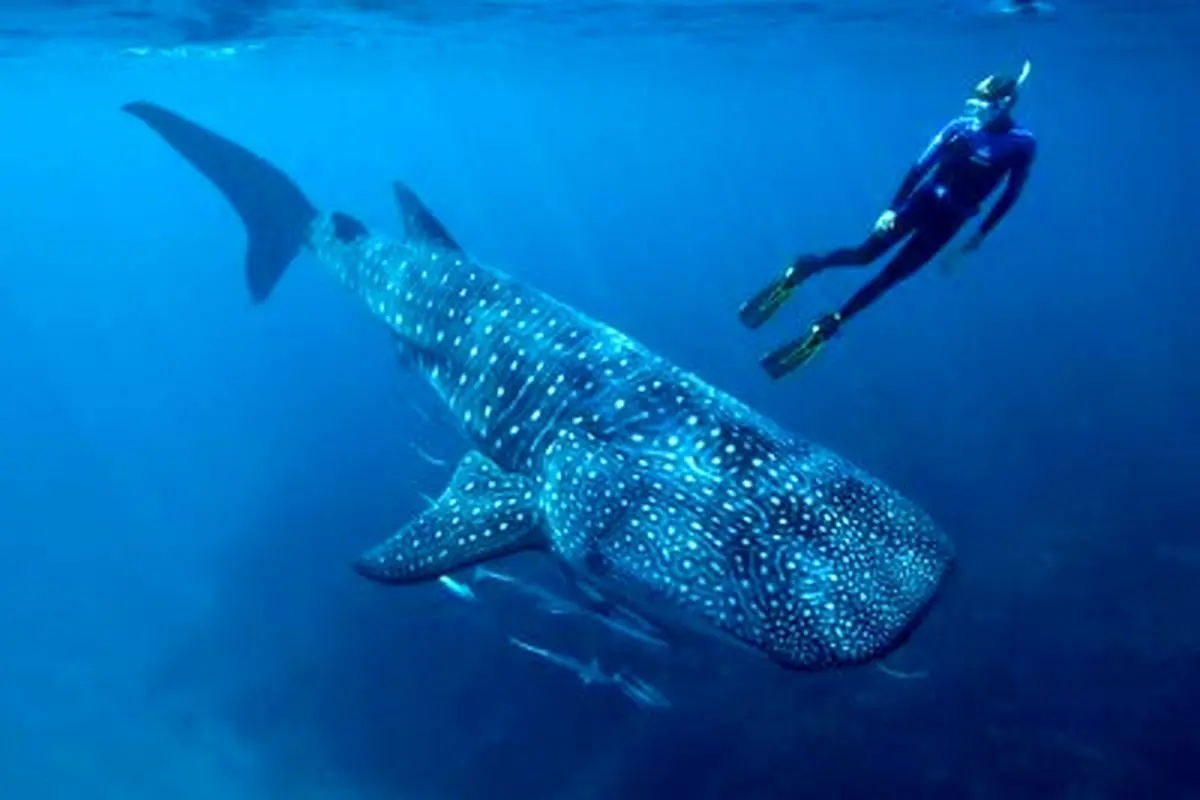 تصاویری هیجان انگیز از یک کوسه نهنگ‌ در خلیج فارس