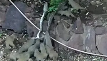 حمله گروهی خدنگ ها به پیتون پس از شکار یک خدنگ+ فیلم