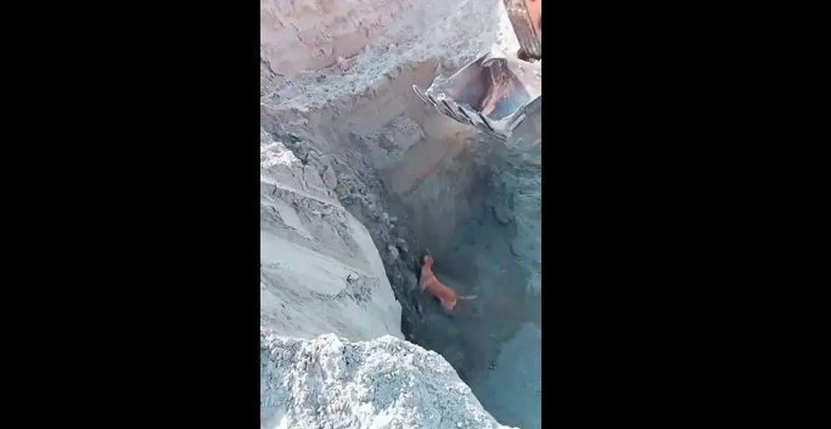 نجات معجزه آسای سگ از گودال + فیلم