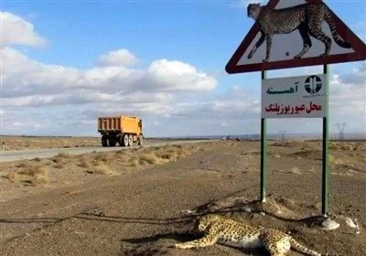 آغاز فعالیت گشت‌های شبانه در جاده تهران- مشهد برای حفظ یوز ایرانی
