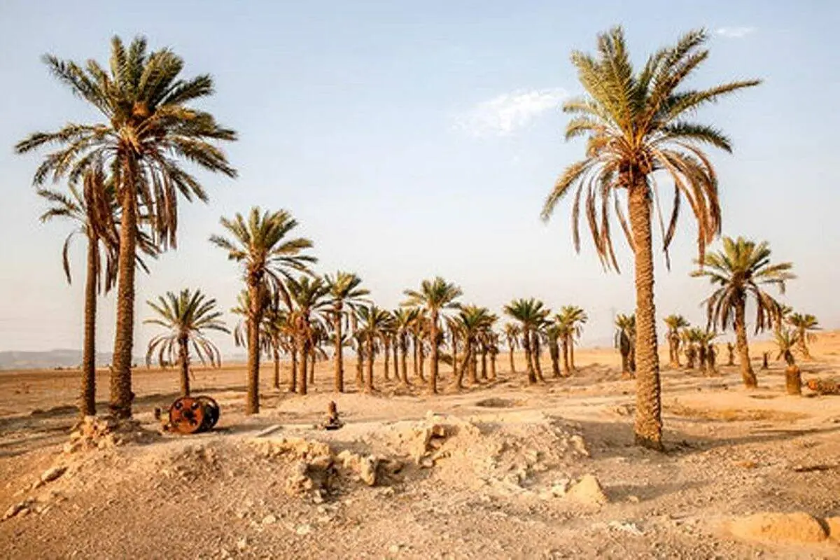 کاشت درخت نخل توسط یهودیان در مدینه پس از ۱۴۰۰ سال!