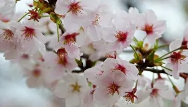 تصاویر شگفت انگیز از شکوفه‌ های بهاری در نقاط مختلف جهان