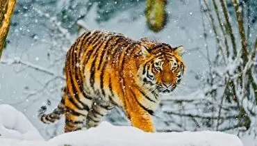وحشت ناگهانی ببر از یک پرنده در حال پرواز!+ فیلم