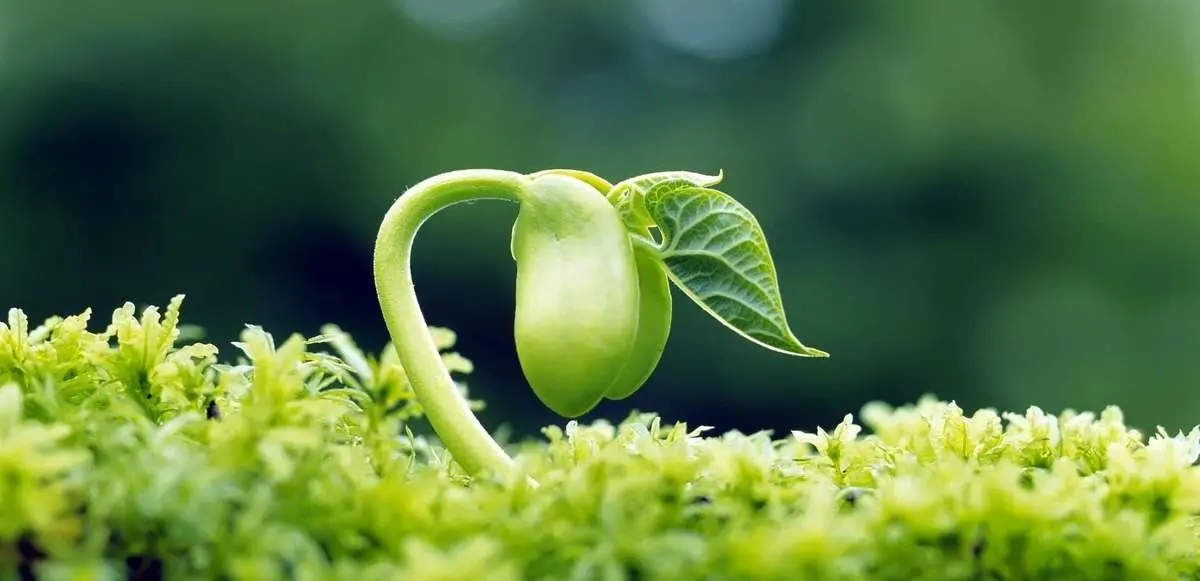 گیاهان با صدای بلند فریاد می زنند!