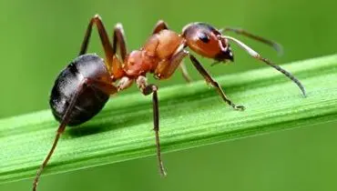 بلایی که دو مورچه بر سر سوسک بیچاره آوردند!+ فیلم