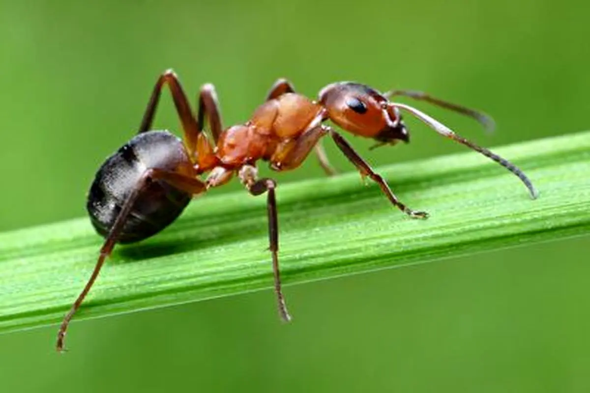 بلایی که دو مورچه بر سر سوسک بیچاره آوردند!+ فیلم