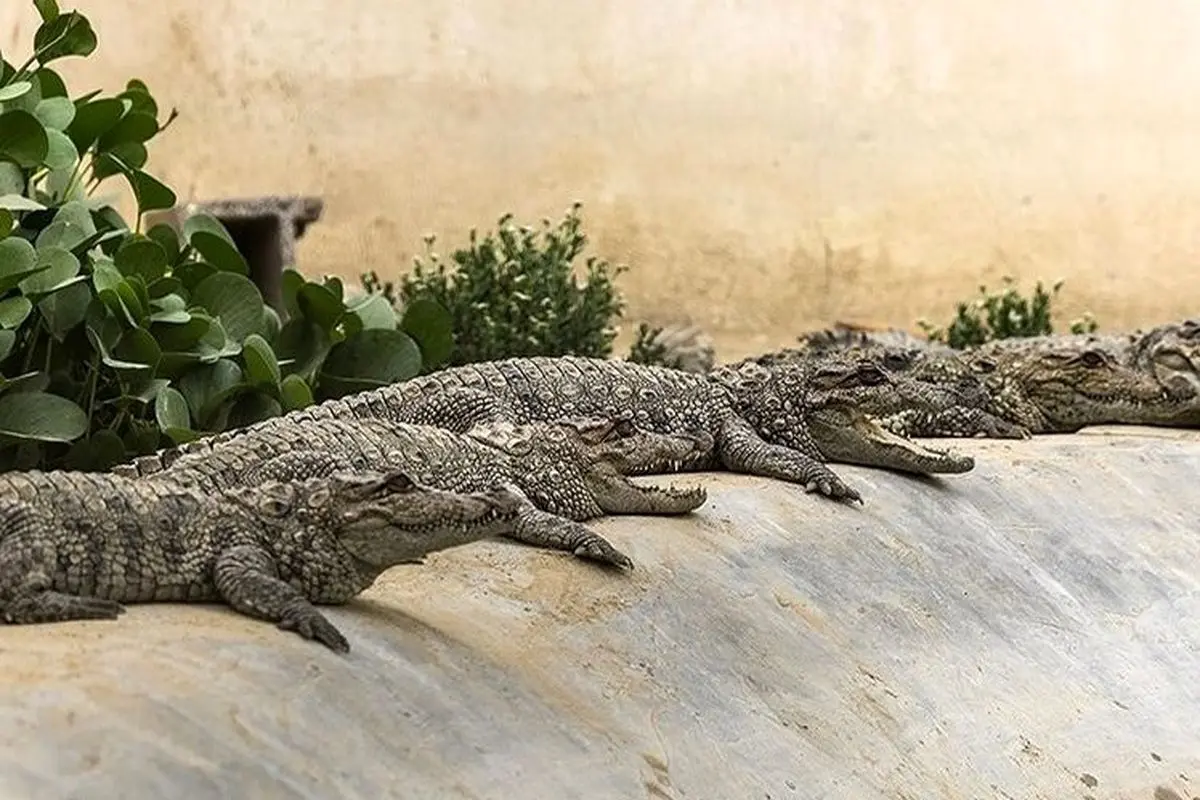 مزرعه جالب و دیدنی پرورش گاندو