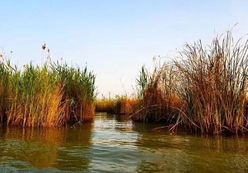 ۵۸ درصد تالاب شادگان خشک شده است