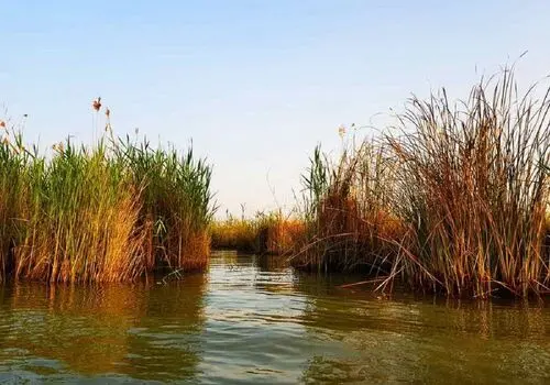 ۵۸ درصد تالاب شادگان خشک شده است