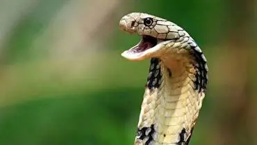 لحظه شگفت انگیز پوست اندازی مار سمی+ فیلم