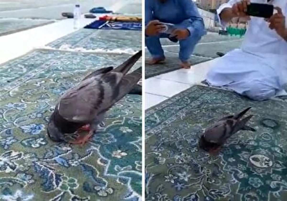 فیلم حیرت انگیز از سجده کردن یک کبوتر در مسجد!