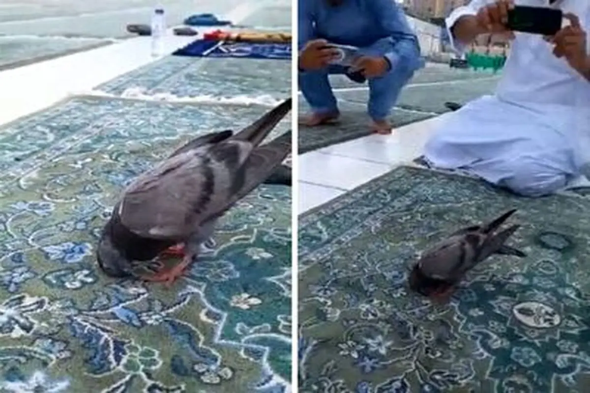 فیلم حیرت انگیز از سجده کردن یک کبوتر در مسجد!