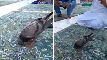 فیلم حیرت انگیز از سجده کردن یک کبوتر در مسجد!