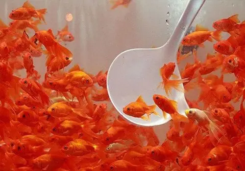 خرید ماهی قرمز؛ ممنوع!