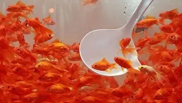 ماهی قرمزها را چه کنیم؟