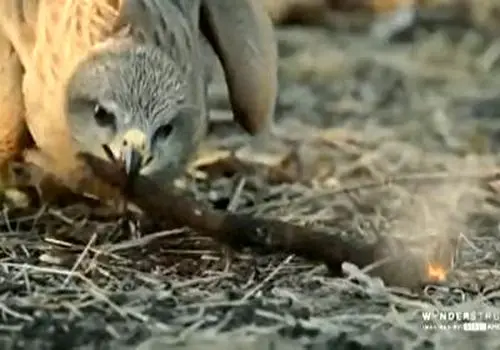 شکار برق آسای یک پرنده توسط قورباغه+ فیلم