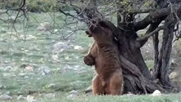 مشاهده خرس در ارتفاعات مازندران+ فیلم