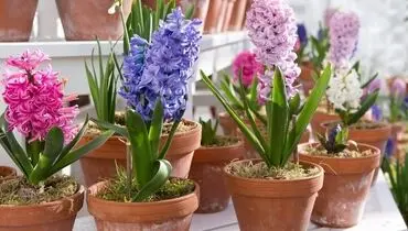روش نگهداری از پیاز گل سنبل برای سال بعد