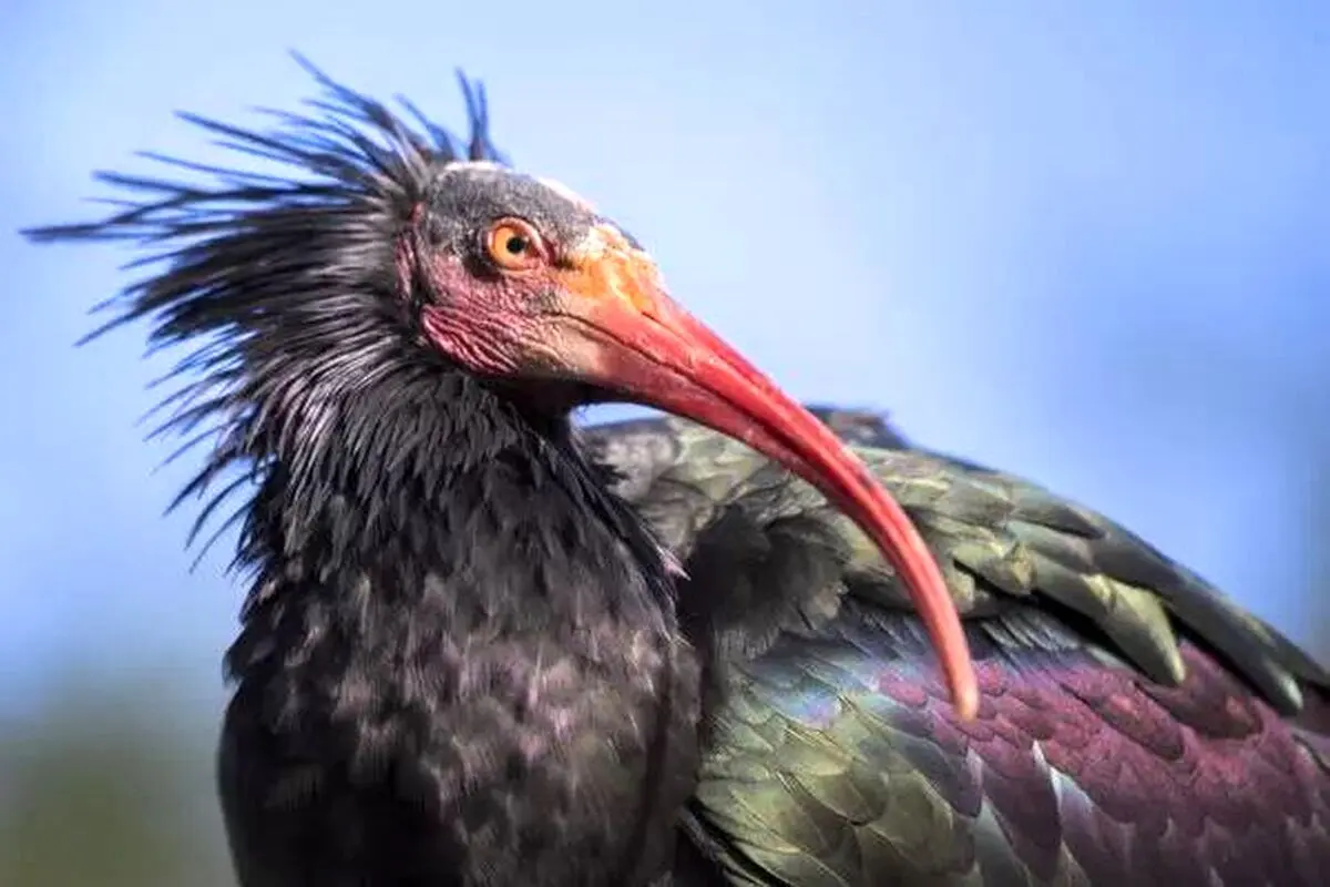 عجیب ترین پرنده هایی که تا کنون دیده اید/ گزارش تصویری