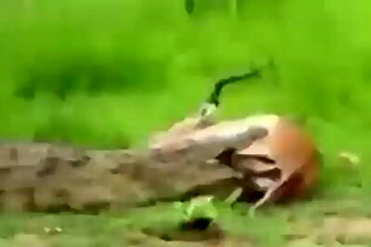 عکس العمل حیرت انگیز تمساح وقتی متوجه می شود شکارش باردار است! + فیلم