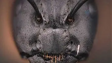 تصویری ترسناک از صورت مورچه از نمای نزدیک که شاید ندیده باشید