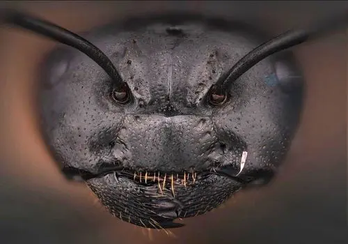 زیباترین لحظات ماکرو ثبت شده توسط حشرات+تصاویر