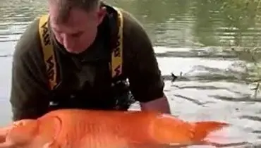 این ماهی، رکورد بزرگترین ماهی قرمز دنیا را شکست+ فیلم