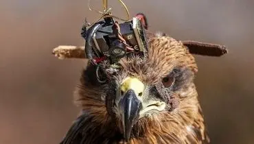یک پرنده شکاری، سلاح ضدپهپاد هندی ها+ عکس