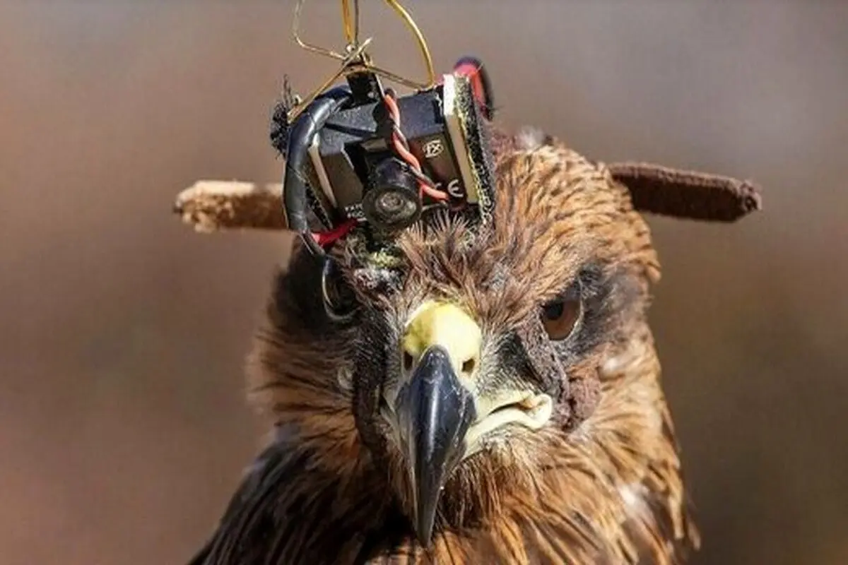 یک پرنده شکاری، سلاح ضدپهپاد هندی ها+ عکس