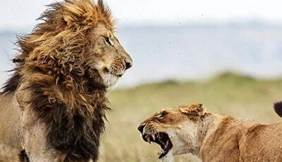اولین قرار ملاقات شیر نر و ماده جنجالی شد!+ فیلم