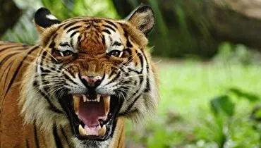 پرش های دیدنی ببر برای شکار پاندا روی درخت+ فیلم
