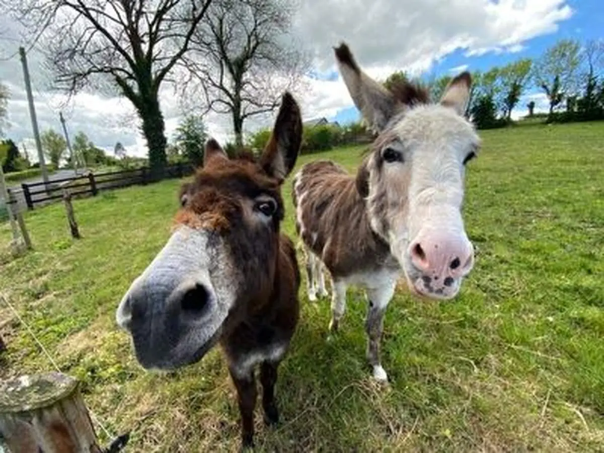 میانجیگری در دعوای شدید دو الاغ!+ فیلم