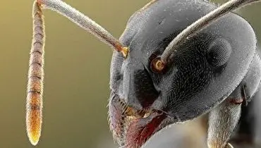 این مورچه، غول پیکرترین مورچه روی زمین است!+ فیلم