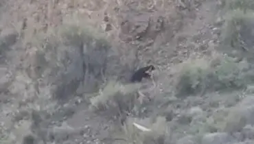 مشاهده ‏خرس سیاه آسیایی در بم+ فیلم