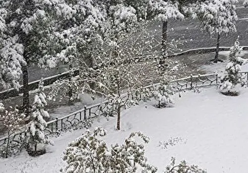 بارش زیبای برف در "شمشک" دربندسر
